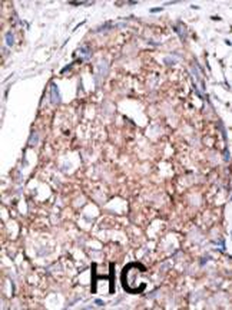SIGLEC7 (D-siglec) Antibody (C-term H422)