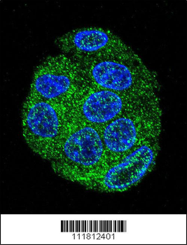 FAT10 Antibody (C-term)