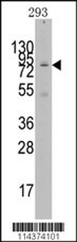 GCN5 Antibody (N-term)