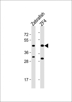 Zebrafish PDHA1 Antibody (Center)
