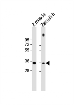 Zebrafish Pax9 Antibody (N-term)