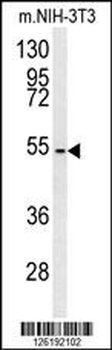 CCZ1 Antibody (Center)