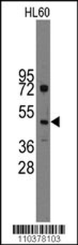Ihh Antibody (Center)