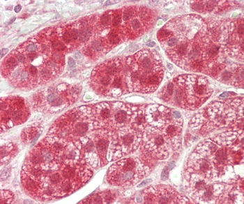 GSTT2 Antibody(Center)