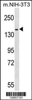 HER4 Antibody (C-term Y1162)