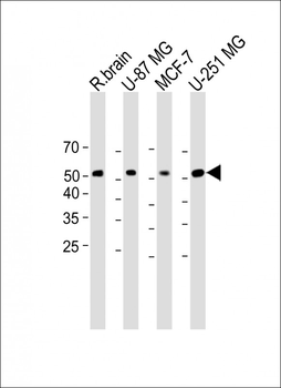 Gasdermin-E antibody