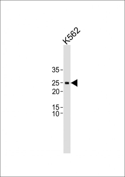 CTLA4 Antibody
