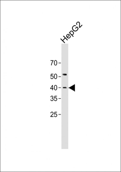 KLF1 Antibody (C-Term)