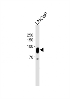 CD276 Antibody