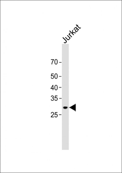 CLDN18 antibody