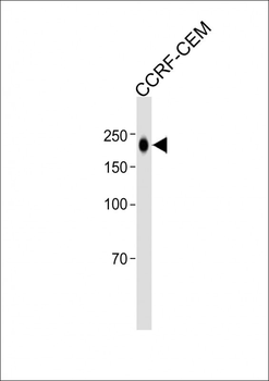 CD45 antibody