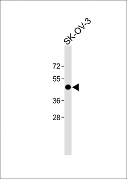 Pax-8