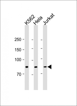 MLH1 antibody