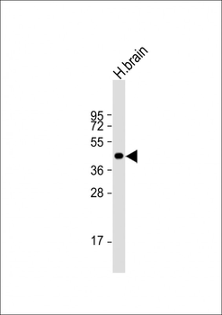 NIPA4 Antibody (N-term)