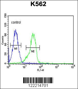 FAM155A Antibody (N-term)