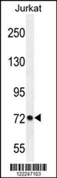 PCDHGC3 Antibody (Center)