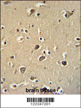 PCDHGC3 Antibody (Center)