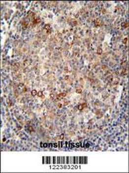 ABCC10 Antibody (Center)