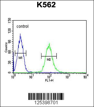 KATL1 Antibody (N-term)