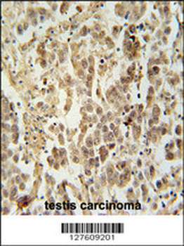 LUZP4 Antibody (N-term)