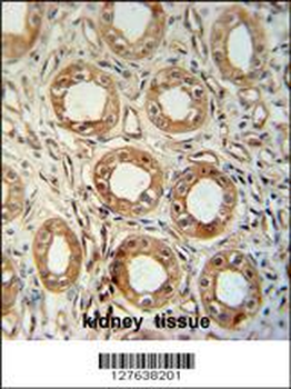 LNPEP Antibody (N-Term)