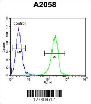 ENTHD1 Antibody (N-term)