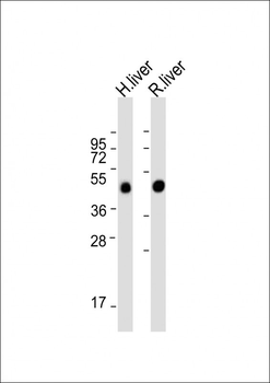 METTL4 Antibody (C-term)