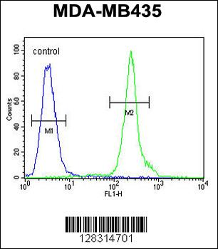 ZBBX Antibody (N-term)