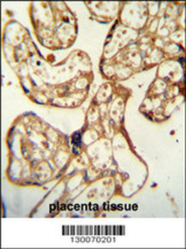 PSG9 Antibody (Center)