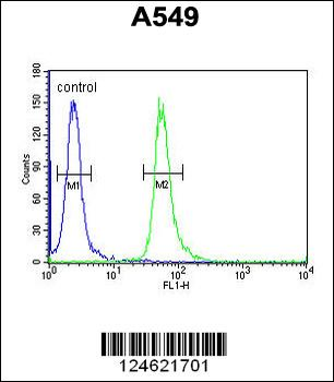 GNAT3 Antibody (Center)