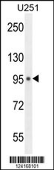 MICALL1 Antibody (C-term)