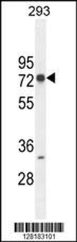 ZNF780A Antibody (N-term)