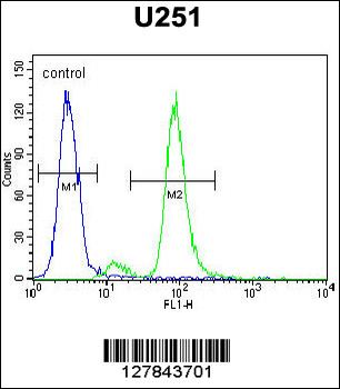 ZIK1 Antibody (Center)