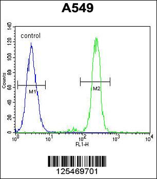 CEP70 Antibody (Center)