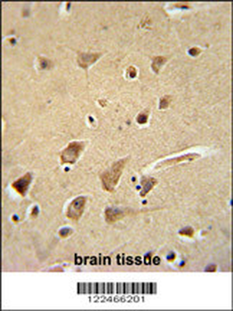 GPC5 Antibody (N-term)