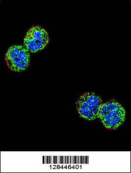 NFKBIL1 Antibody (Center)