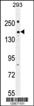 PKHG1 Antibody (C-term)