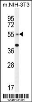GCNT3 Antibody (C-term)
