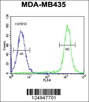 CA026 Antibody (N-term)