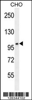CCDC39 Antibody (C-term)