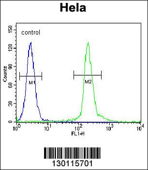 UNK Antibody (N-term)
