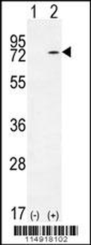 KARS Antibody (N-term)