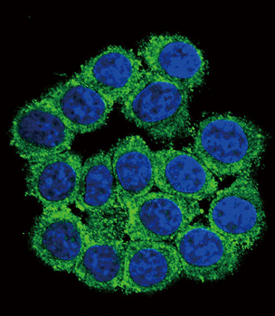 CUZD1 Antibody (C-term)