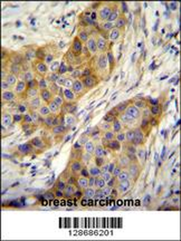 ANR39 Antibody (C-term)