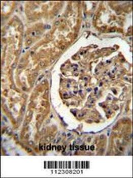 MOGT1 Antibody (C-term)