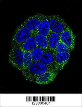 SELV Antibody (C-term)
