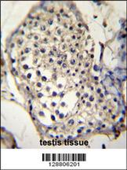 SELV Antibody (C-term)