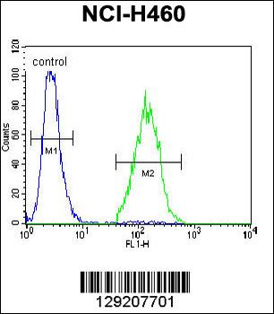 ARL17P1 Antibody (Center)