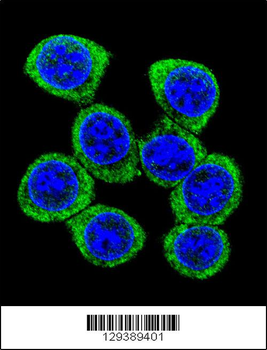 XKR4 Antibody (C-term)