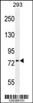 XKR4 Antibody (C-term)